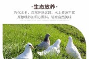 如何养好土鸽（以宠物为主，土鸽的饲养技巧）