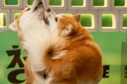 狗狗是怎么表达快乐的？狗狗表达快乐的八大行为