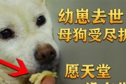 幼狗为何总是叫个不停？（探究幼狗叫声背后的预兆）
