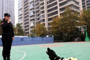 以导盲犬训导员的要求及职责（培养导盲犬的关键要求和工作内容）