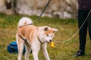 秋田犬饲养护理全指南（如何正确护理你的秋田犬）