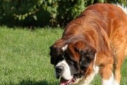 圣伯纳犬的饲养方法（全面了解如何养好圣伯纳犬，让它成为你的忠实伙伴）