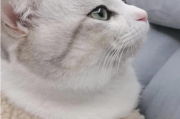捡猫不踩坑！流浪猫到家前的关键步骤