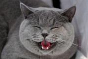 宠物猫食欲不振的原因及解决方法（解决猫咪食欲不振的有效方法）