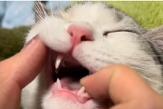 小猫门牙何时换？（探寻小猫门牙脱落与换牙的时机）