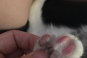 探究猫肉垫为什么脱皮的原因（揭秘猫肉垫脱皮现象的背后奥秘）