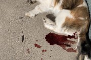 狗狗细小疫苗后的反应及处理方法（细小疫苗对狗狗的影响和保健措施）