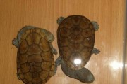 蛇颈龟与哪些龟可以混养？（探究蛇颈龟适合混养的伙伴种类及注意事项）