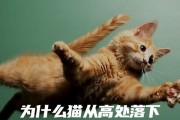 猫为什么咬自己的脚？（了解猫咬脚的原因及应对方法）