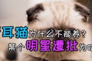 英短猫怀孕注意事项（了解英短猫怀孕的要点，保障母猫和宝宝的健康）