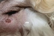 探讨以肛门线为主要原因的相关问题（解析肛门线的形成机制及相关症状）