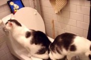 小猫蹲厕，轻松训练！（训练小猫拉屎的技巧，让你的宠物无后顾之忧！）