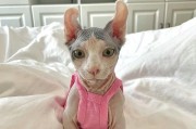 猫的免疫证明（了解猫的免疫证明，确保猫咪的健康与安全）
