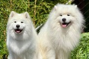 探索以毛长的狗狗（了解不同品种长毛狗的特点和价格区间）