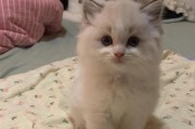 猫为什么有两个耳朵？（探究猫科动物耳朵结构与功能的奥秘）