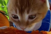 猫咪何时开始吃饭？（了解猫咪饮食习惯的关键信息）