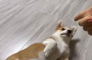 如何训练柯基犬不护食（以宠物为主的家庭教育）