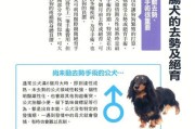 老年腊肠犬的营养健康保健（如何为老年腊肠犬提供健康的饮食和生活习惯）