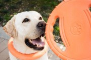 如何训练金毛犬坐下（以宠物为主，从基本动作入手，轻松训练你的金毛犬坐下）