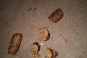 初生小猫的粪便特征及重要性解析（初生小猫粪便的外观、颜色及质地与健康状况相关）