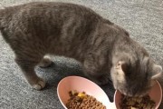 猫咪怀孕了没有食欲，怎么办？（猫咪不吃饭的原因及解决方法，养猫人必看！）