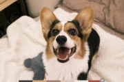 狗喜欢玩什么玩具？（探索狗狗喜欢的玩具种类及关键因素）