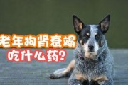 以萨摩耶拉肚子能吃什么？（适合给以萨摩耶喂食的食物推荐）
