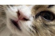 猫咪黑下巴之谜（揭秘猫咪黑下巴背后的原因与治疗方法）