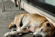 狂犬症的狗症状揭秘（如何识别狂犬症的狗，保护人类健康）