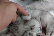 如何为刚出生的小猫保暖（给小猫选择合适的保暖措施）