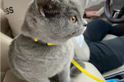 蓝猫“褪色”真相：蓝猫灰蓝变灰白的几个原因
