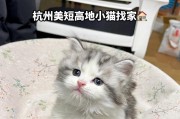 猫咪什么时候出窝？（揭秘猫咪离开窝的时机及行为特征）
