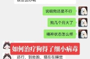 小狗得细小的治疗方法剖析（宠物主人必看，掌握这些方法就能轻松治疗细小）