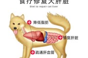 狗狗肝功能异常的症状及预防措施（了解狗狗肝脏健康，守护狗狗快乐生活）