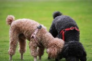 打造顶级贵妇犬训练秘籍（高效训练贵妇犬的实用技巧与经验）