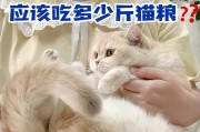 如何给猫咪提供一个月的健康饮食（了解猫咪的饮食需求，打造营养均衡的饮食计划）