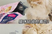 如何正确护理小猫（掌握关键步骤，让你的小猫健康快乐）