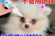 如何去除博美犬泪痕？（一些有用的方法和技巧）