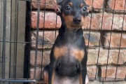 小宠物拉稀了怎么办？教你应对宠物拉稀问题（以迷你杜宾犬拉稀为例，15个方法帮你解决宠物拉稀问题）