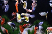 混养孔雀与其他鱼类的生态和养殖技巧（探究孔雀鱼在混养中的优势及养殖经验分享）