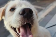 狗狗为什么会哼？（探究狗狗哼的原因及背后的含义）