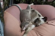 公猫咬死小猫的原因及其影响（揭秘公猫咬死小猫的背后真相，关注保护小猫安全的关键）