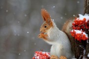 雪地松鼠与魔王松鼠（探究两种松鼠的特征、习性与生态环境）