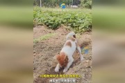 揭秘狗狗喜欢刨地的原因（狗狗刨地的行为背后隐藏着什么秘密？）