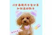 泰迪犬的正确喂食方式（日常如何科学喂养泰迪犬）