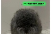标准灰龙猫的饮食需求（探秘标准灰龙猫的食物喜好及营养需求）