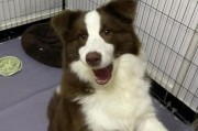 边境牧羊犬（养一只聪明的边境牧羊犬，让生活更有趣）