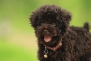 泰迪犬一天需要喂几顿？（养这么多年你真的喂对了吗？）
