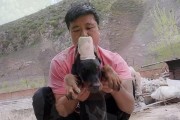 狗狗耳朵裁剪后的注意事项（确保狗狗安全和健康的关键指南）