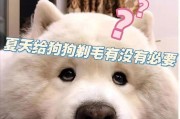 狗狗剃毛的最佳时机（掌握适当时机，给爱宠带来舒适与健康）